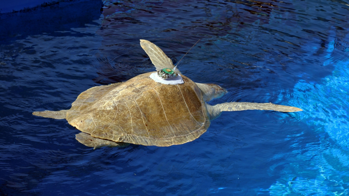 Indian scientists study by installing GPS device on turtles!