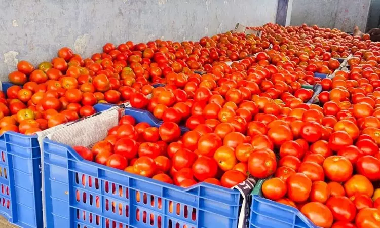 Action against those who hoard tomatoes!