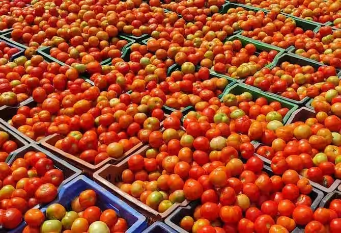 Purchase of tomatoes - central government instructions!