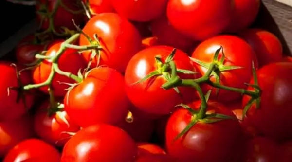 Tomato price has gone up again!